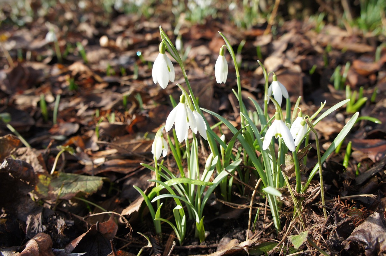 Spring flowers, new life, natural beauty — How to Play Daman Game on iPhone
