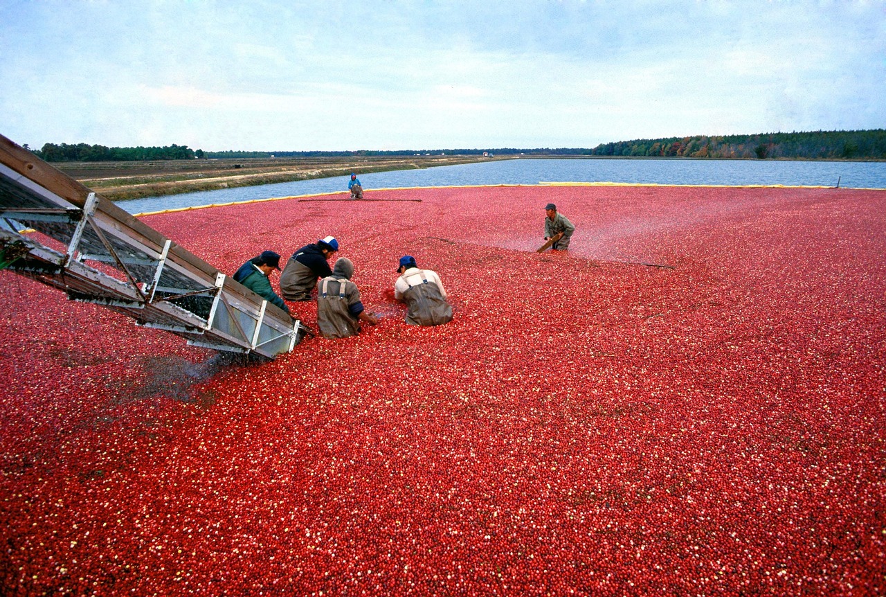 Cranberry, harvest, red — Slot Games With the Best Soundtracks